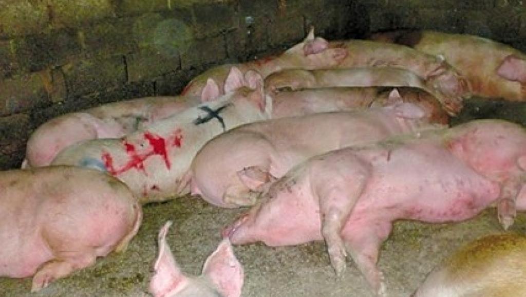 Trung Quốc: Triệt phá đường dây chế biến xúc xích bẩn từ thịt lợn chết