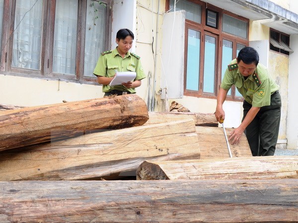Số gỗ nhập lậu bị phát hiện thu giữ có xuất xứ từ Campuchia,