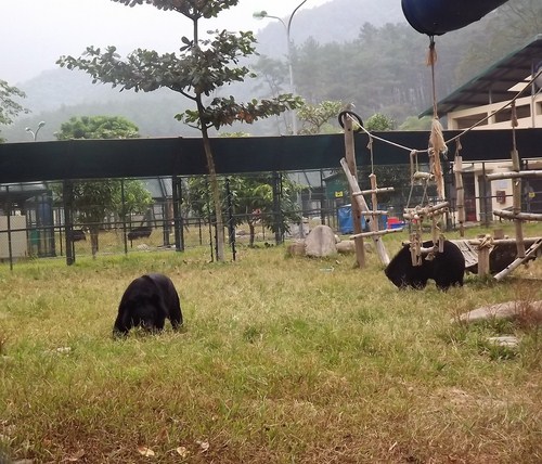 Những chú gấu được cứu hộ hiện đang sống trong khu bán hoang dã của Trung tâm cứu hộ Gấu tại vườn quốc gia Tam Đảo