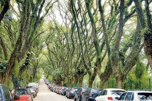 Đường Goncalo de Carvalho, Brazil