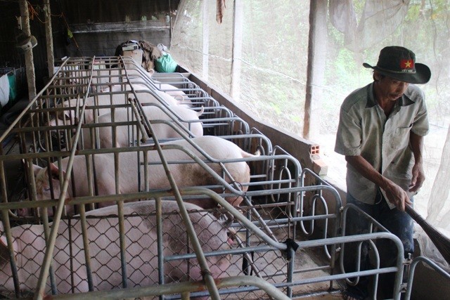Nông dân Việt và những sáng kiến chăn nuôi không giống ai
