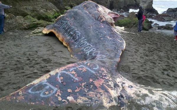 Dòng chữ xuất hiện trên xác con cá nhà táng đã khiến nhiều nhà bảo vệ động vật vô cùng tức giận