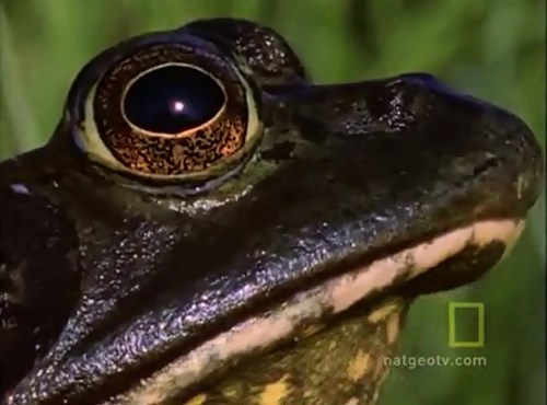 Kinh hoàng khi phát hiện ếch bò Châu Mỹ là động vật ăn thịt đồng loại của mình