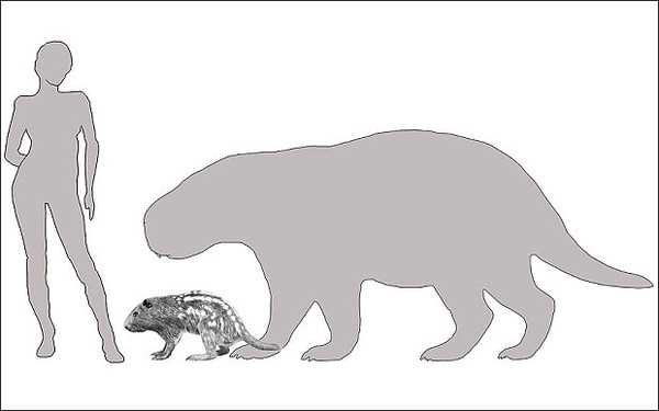 Động vật lạ- lòi chuột lang ở Nam Mỹ có kích thước to hơn người