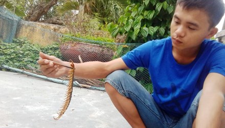 Con rết dài bị tóm gọn tại một gia đình ở Thừa Thiên Huế