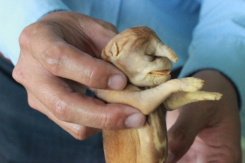 Vật nuôi lạ khác ở Đồng Nai- một chú cho mang hình thù kỳ lạ