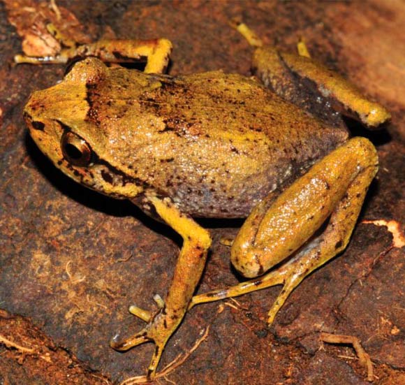 Loài ếch này là động vật quý hiếm cần đưa vào danh sách đỏ. Ảnh Sci-news