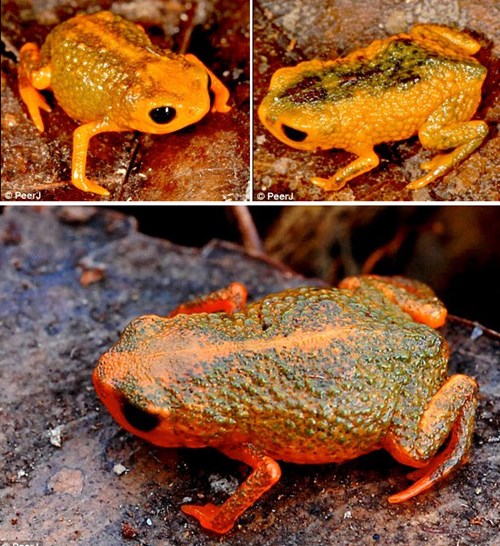 Các loài ếch mới đều có màu sắc sặc sỡ