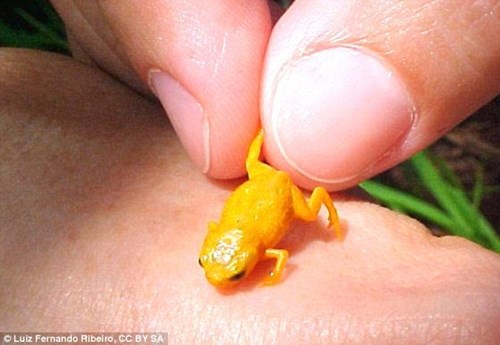 Những loài ếch mới có chiều dài chưa đầy 1 cm, nhỏ hơn cả móng tay là động vật quý hiếm có nguy cơ tuyệt chủng