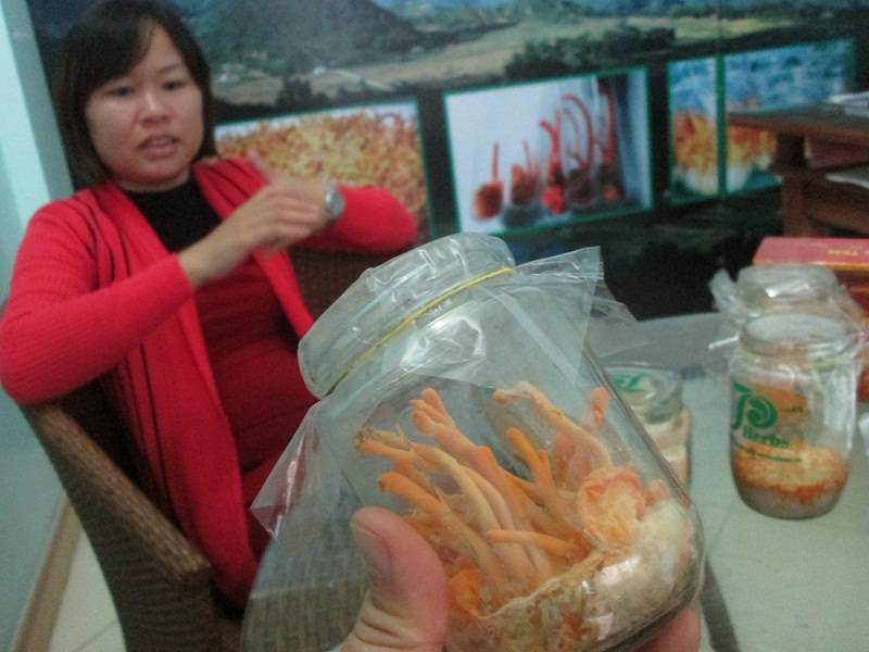Sản phẩm đông trùng hạ thảo được nuôi quy mô công nghiệp đang phát triển mạnh tại Việt Nam