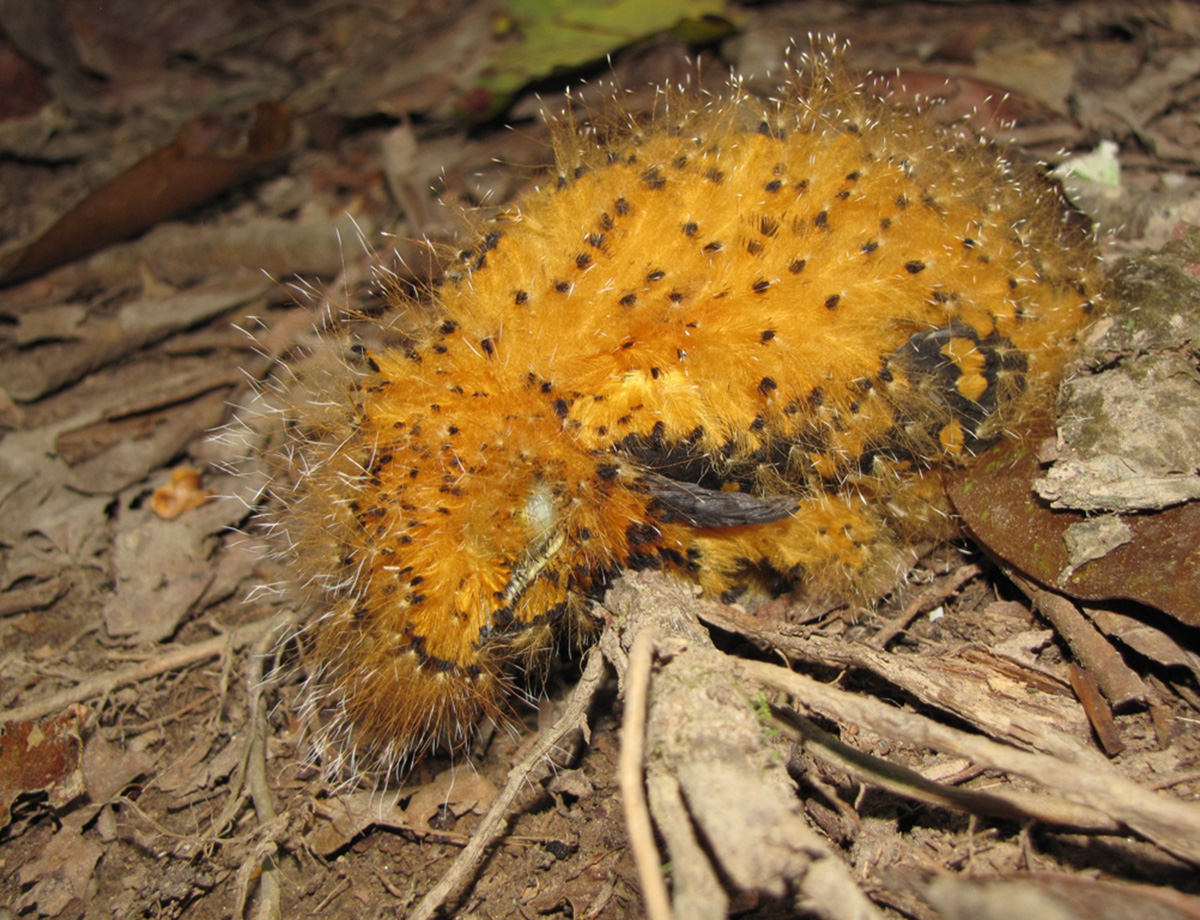 Loài động vật kì lạ có vẻ ngoài giống con sâu bướm độc này lại là một loài chim