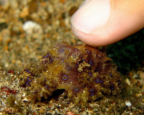 Là một loài động vật kỳ lạ, bạch tuộc vòng xanh có nọc độc chưa có thuốc chữa