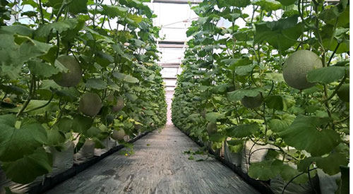Hệ thống Smart Agri được ứng dụng trong trồng dưa lưới tại Khu Nông nghiệp công nghệ cao TPHCM