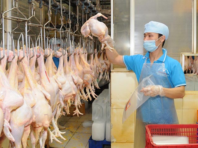Sản xuất và chăn nuôi gà trong nước gặp nhiều khó khăn khi chi phí cao, trong khi giá thịt gà nhập khẩu lại quá thấp
