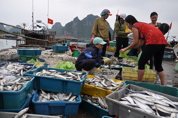 Công khai đường dây nóng của Bộ Công Thương hỗ trợ tiêu thụ hải sản cho ngư dân miền Trung