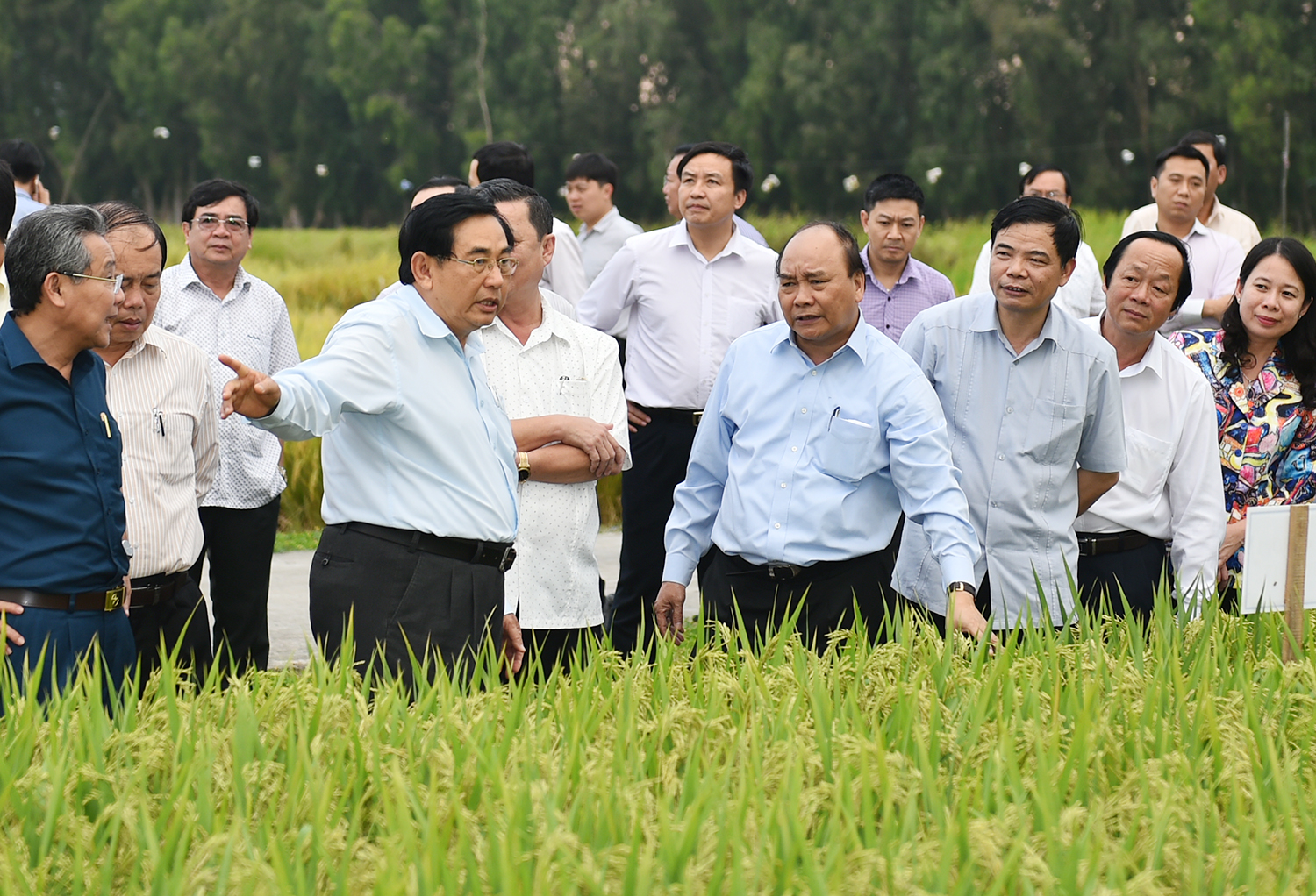 Thủ tướng Nguyễn Xuân Phúc thăm các cánh đồng mẫu ở An Giang. Ảnh: VGP