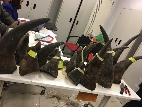Cơ quan hải quan sẽ đưa mẫu sừng động vật tang vật đi giám định tại Viện Sinh thái và tài nguyên sinh vật. Ảnh: Công an nhân dân