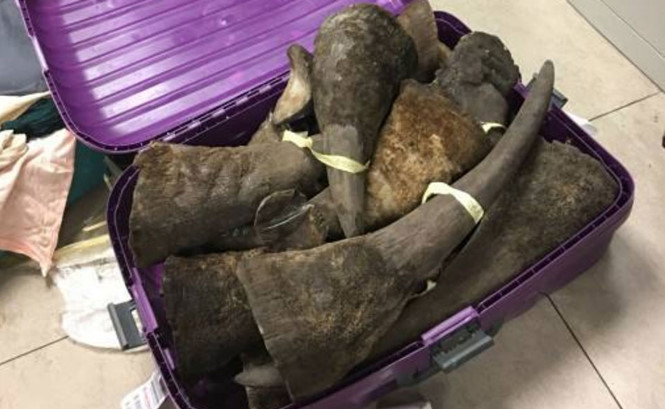 Phát hiện 46 sừng động vật, tổng trọng lượng hơn 100 kg, nghi là sừng tê giác, tại sân bay Nội Bài (Hà Nội). Ảnh: Thanh niên 