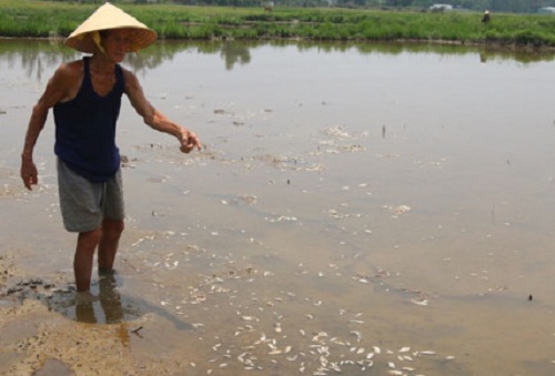  Nguồn nước bị ô nhiễm ở xã Hòa Tiến, huyện Hòa Vang do nhà máy mạ kẽm xả thải. Ảnh: báo Lao Động