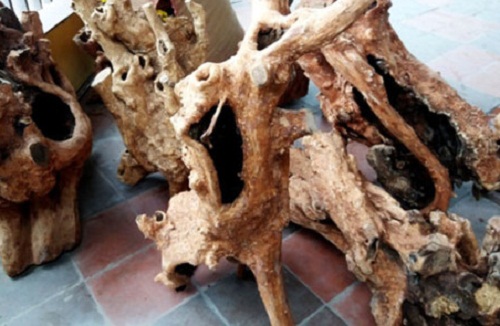  Gỗ hương giáng được bày bán tại nhiều nơi trên địa bàn tỉnh Quảng Bình. Ảnh: VOV