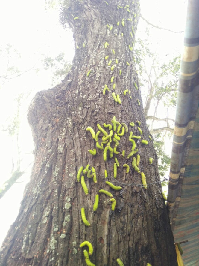  Hàng ngàn con sâu bám quanh gốc cây tại chợ Phú Mỹ. Ảnh: Tuổi trẻ
