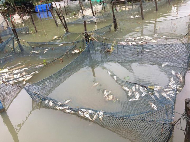  Cá chết la liệt tại các lồng cá ở xã Lộc Bình. Ảnh: Dân trí