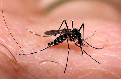 Muỗi vằn là vật trung gian truyền bệnh, người dân cần tránh bị muỗi đốt và diệt bọ gậy. Ảnh minh họa