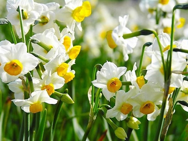 Hoa Thủy tiên có màu trắng tinh khiết với mùi thơm dễ chịu. Ảnh minh họa