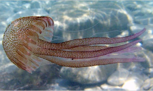 Độc tố của sứa biển, thường tập trung ở các xúc tu, chúng sử dụng các tế bào châm được gọi là nematocyst. Ảnh minh họa