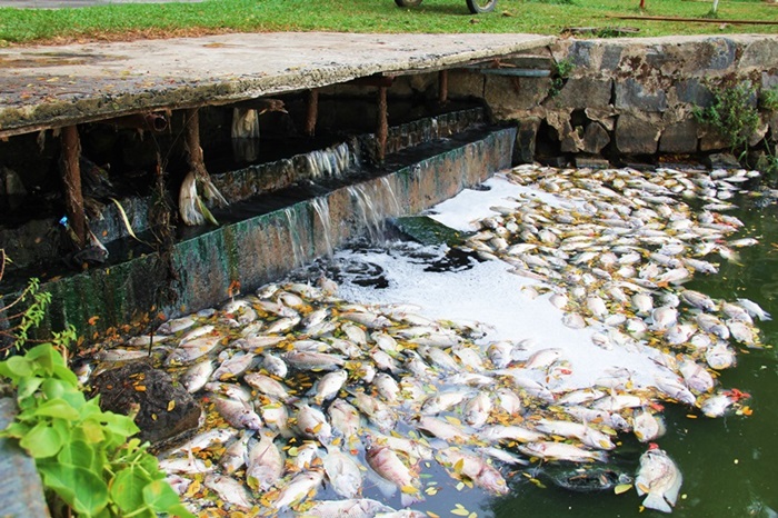 Lực lượng chức năng cho rằng có khả năng cá chết hàng loạt do hồ nước lâu ngày không được nạo vét dẫn đến thiếu ôxy