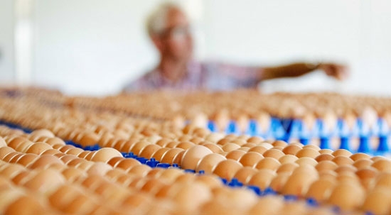 Trứng tại một trại gà ở Hà Lan - Ảnh: EPA