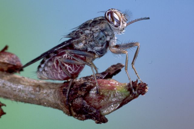 Ruồi Tsetse châu Phi (hay ruồi xê xê) là một loài ruồi hút máu có thể truyền bệnh ở người và động vật. Ảnh minh họa
