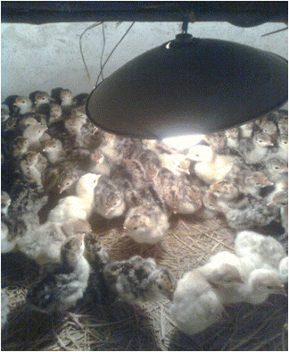 g&agrave; T&acirc;y Huba