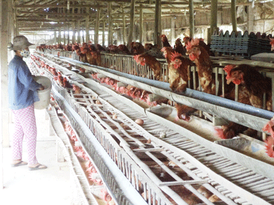 Mô hình nuôi gà mái đẻ ở Quảng Ngãi