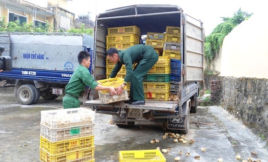 Bắt giữ lô hàng gà nhập lậu tại biên giới Móng Cái, Quảng Ninh