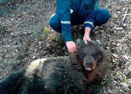 Con gấu tấn công người phụ nữ đã bị bắn chết