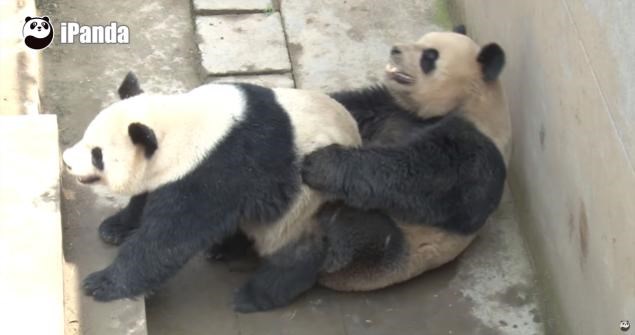 Cặp gấu trúc Trung Quốc lập kỷ lục về thời gian giao phối lâu nhất thế giới