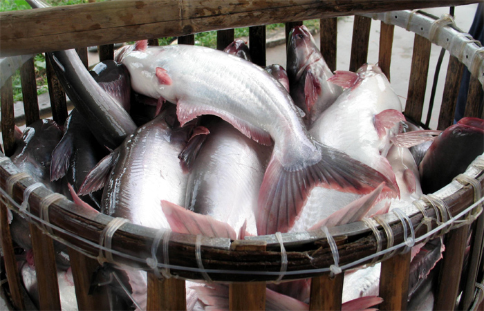 Giá cá tra nguyên liệu ở Đồng bằng sông Cửu Long đã giảm tới 6.000 đồng/kg, xuống mức đáy 6 năm