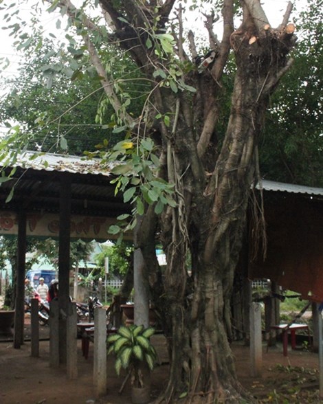 Được biết, gia cảnh của nạn nhân bị điện giật chết khi cưa cây thuê ở Bình Phước vốn rất khó khăn
