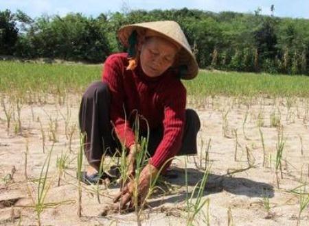 Trong khi giá dưa hấu ở Gia Lai sụt giảm thê thảm thì người trồng tỏi Lý Sơn cũng chỉ biết khóc ròng vì mất mùa