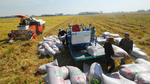 Giá lúa gạo trong nước vẫn duy trì mức ổn định dù thị trường lúa gạo đã bớt nóng