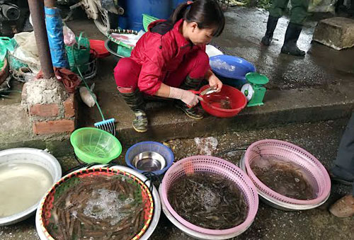 Giá tôm hiện nay tại các chợ Hà Nội đều tăng mạnh, đến mức tôm chết ướp đá cũng không có để mua