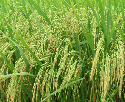 Nhóm các nhà khoa học Việt Nam đến từ các viện nghiên cứu về lúa đã hợp tác với các nhà khoa học của Vương quốc Anh tiến hành giải mã gien 36 giống lúa bản địa của Việt Nam.