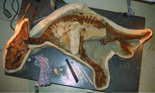 hóa thạch khủng long,  khủng long tí hon, xương hóa thạch