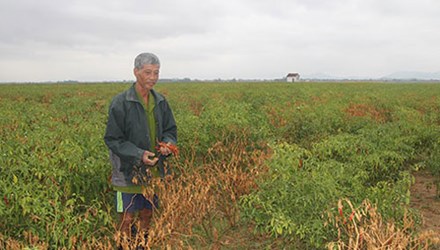 Trung Quốc làm khổ nông dân Việt trồng ớt?