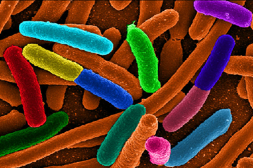 kí sinh, Vi khuẩn E-coli