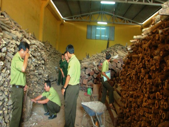 Kho gỗ quý không rõ nguồn gốc bị phát hiện tại Khánh Hòa