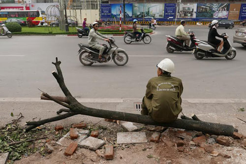 Hiện Hà Nội đã tạm dừng việc chặt hạ cây xanh và phê bình các đơn vị sai phạm