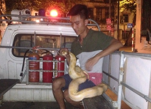 Nam thanh niên cùng con trăn khổng lồ nặng gần 20kg được đưa về Công an phường Hàng Trống