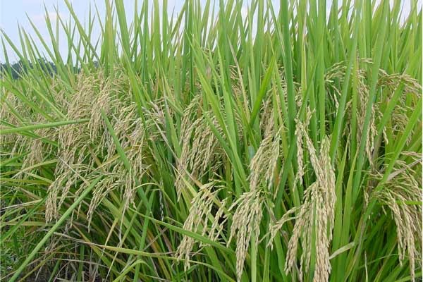 Đề tài nghiên cứu tại Hà Nội đã nghiên cứu thành công 3 giống lúa Japonica, 2 giống lúa Indica có đặc tính tốt, năng suất cao